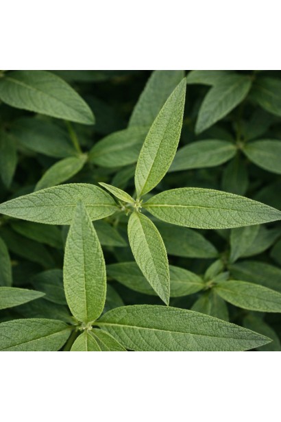 Butterfly Candy ® Little Ruby цвітіння